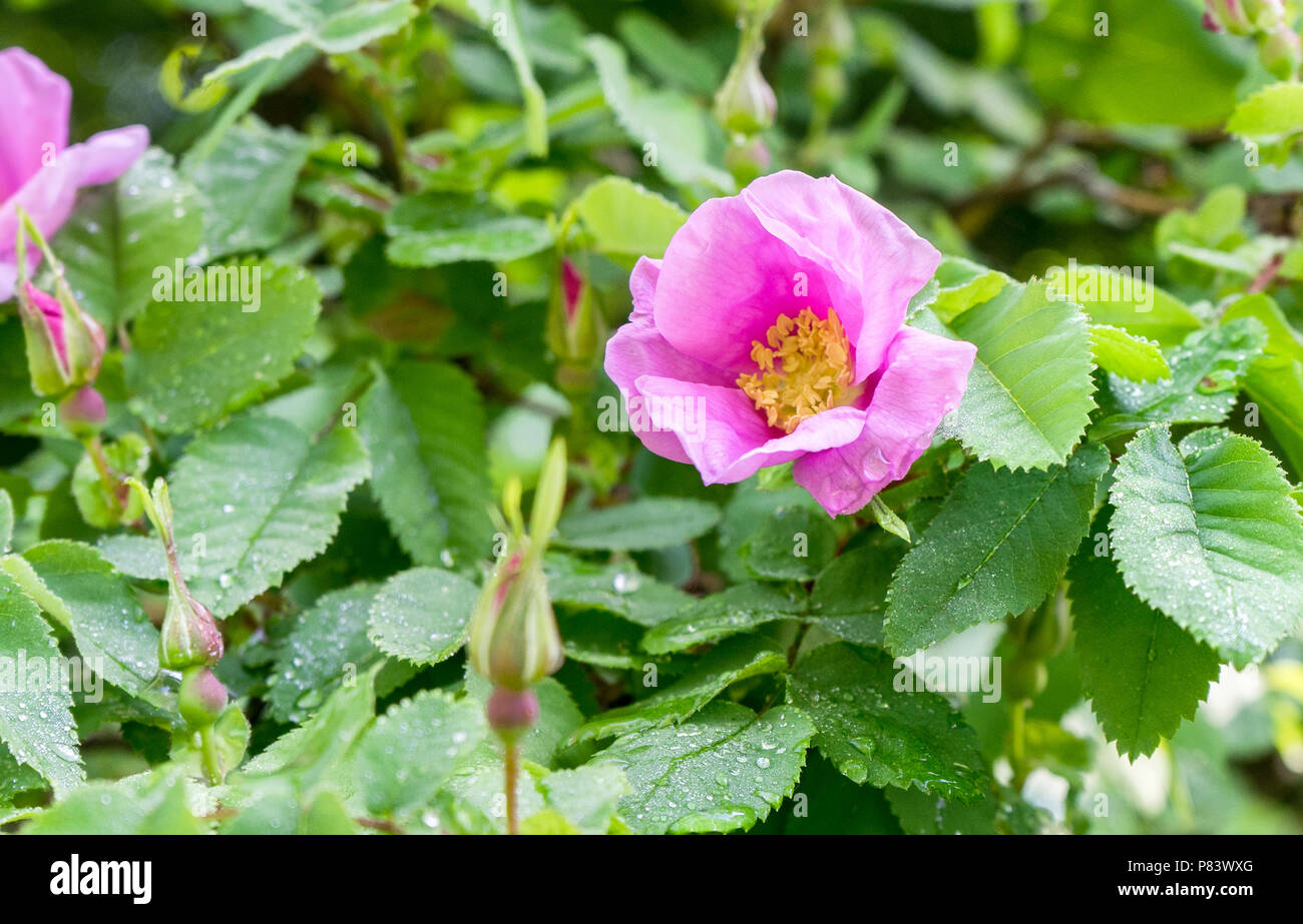 Blooming rose dog rose avec des gouttes de rosée Banque D'Images