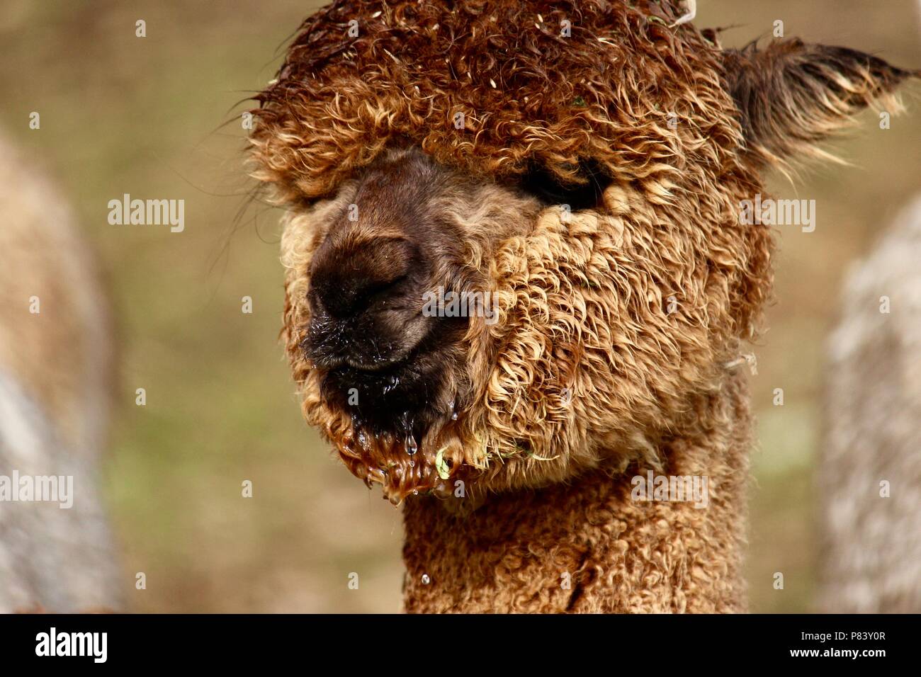 Close-up of brown alpaca Banque D'Images