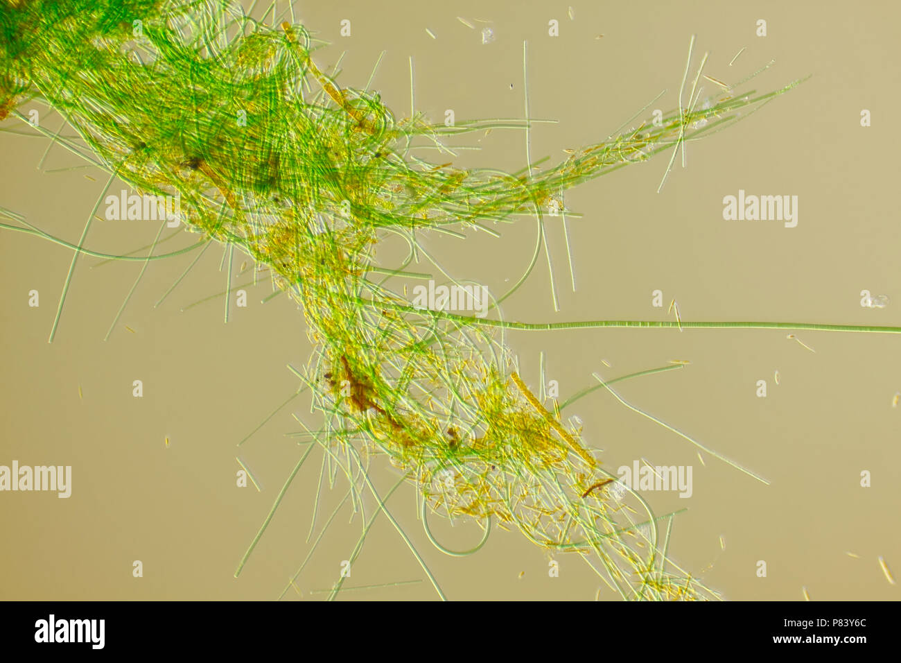 Vue microscopique des filaments d'algues vertes. Rheinberg oblique illumination. Banque D'Images