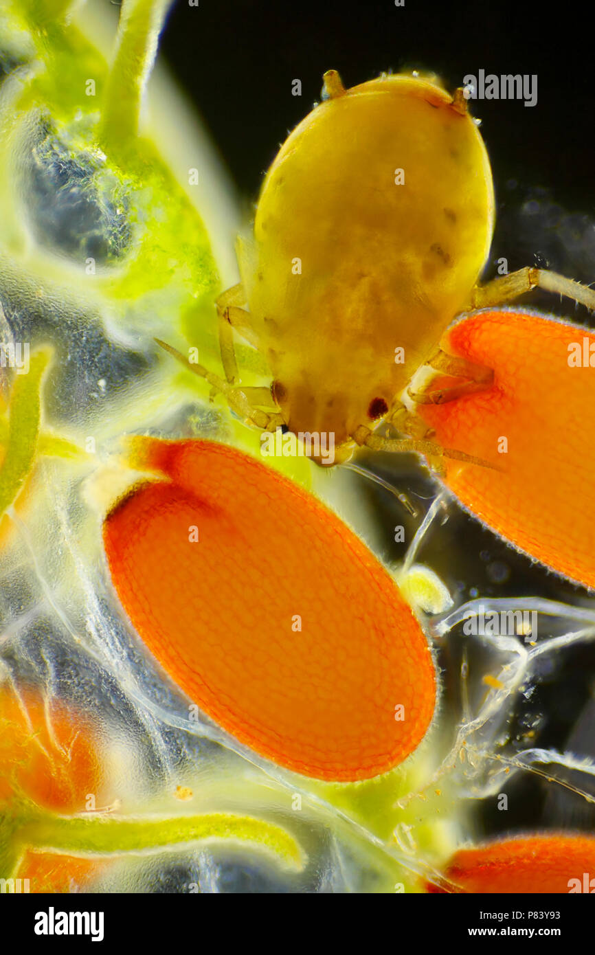 Vue microscopique des pucerons femelle sur la bourse-à-pasteur (Capsella bursa-pastoris) seeds. Darkfield illumination. Banque D'Images