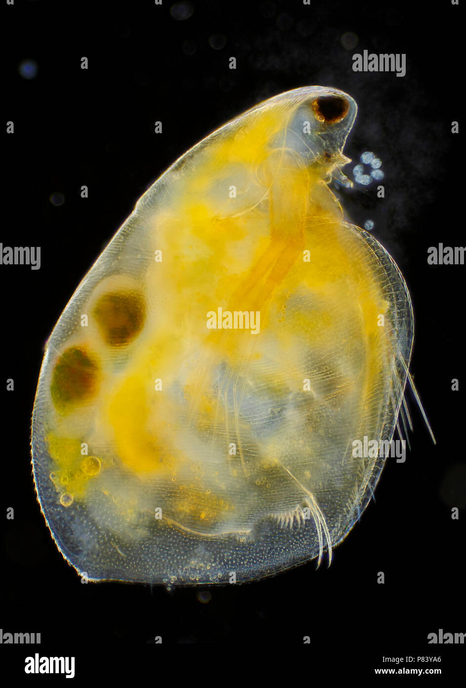 Vue microscopique de puce d'eau (Simocephalus vetulus) avec des oeufs. Darkfield illumination. Banque D'Images