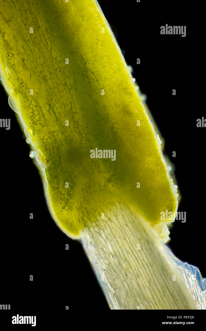 Vue microscopique d'étamines des fleurs. Darkfield illumination. Banque D'Images