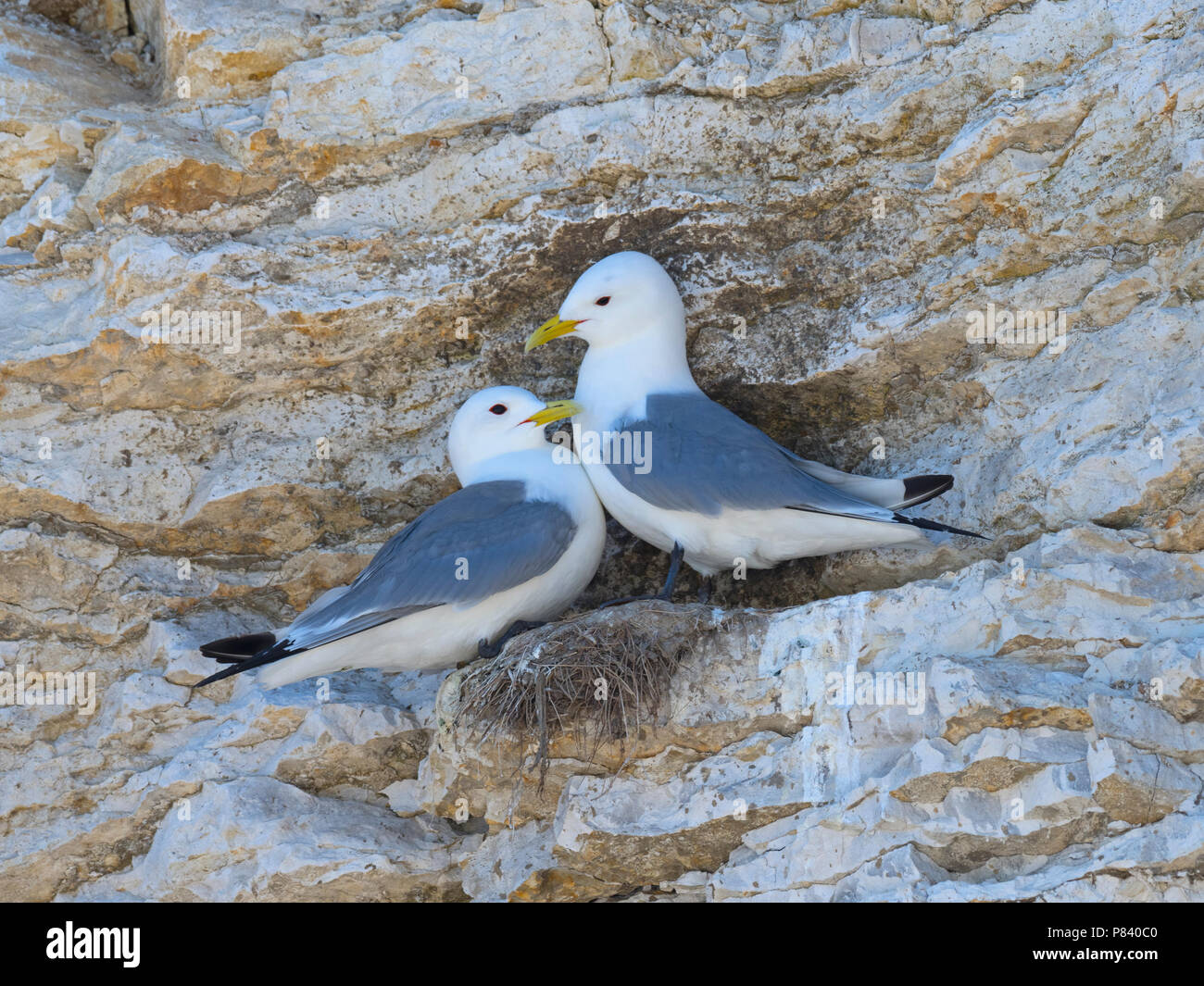 La Mouette tridactyle (Rissa tridactyla) dans la colonie de nidification sur ledge Bempton RSPB Yorkshire Banque D'Images