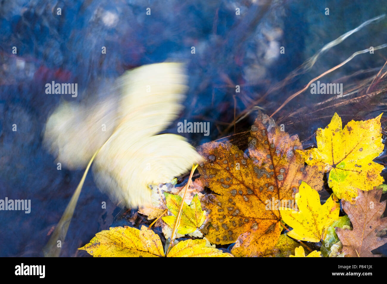 Geel gekleurd esdoorn blad, couleur jaune feuille d'Acer Banque D'Images