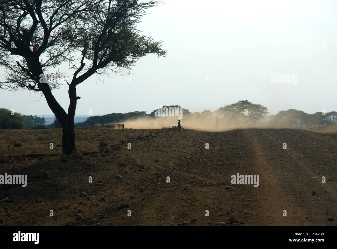 Amboseli Amboseli Landschap, Paysage Banque D'Images