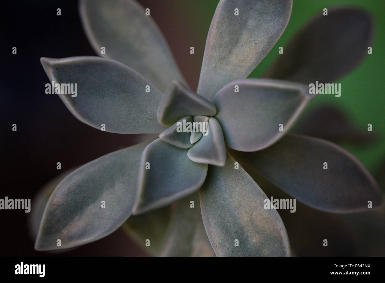 Plante ornementale du type succulente Crassulaceae il a des tons de vert gris et des feuilles capables de retenir l'eau, étant une plante très résistant Banque D'Images