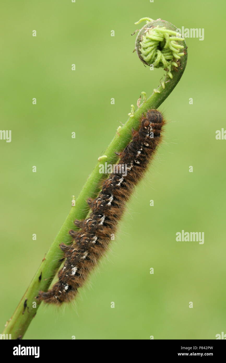 Rup op varenblad,caterpillar sur feuille de fougère Banque D'Images
