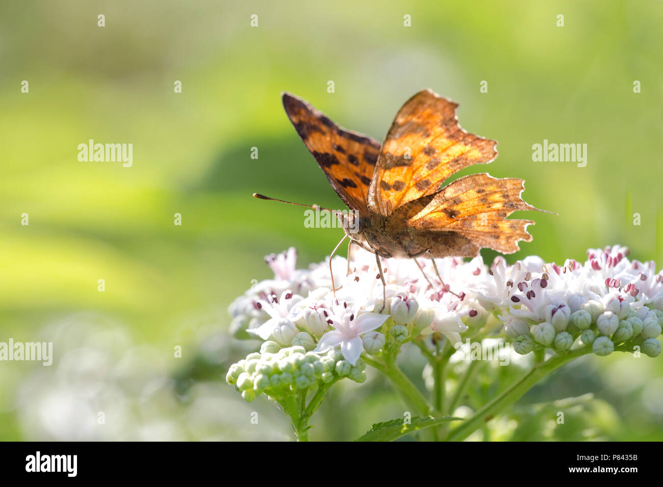 Gehakkelde aurelia, Comma butterfly, Polygonia c-Album Banque D'Images