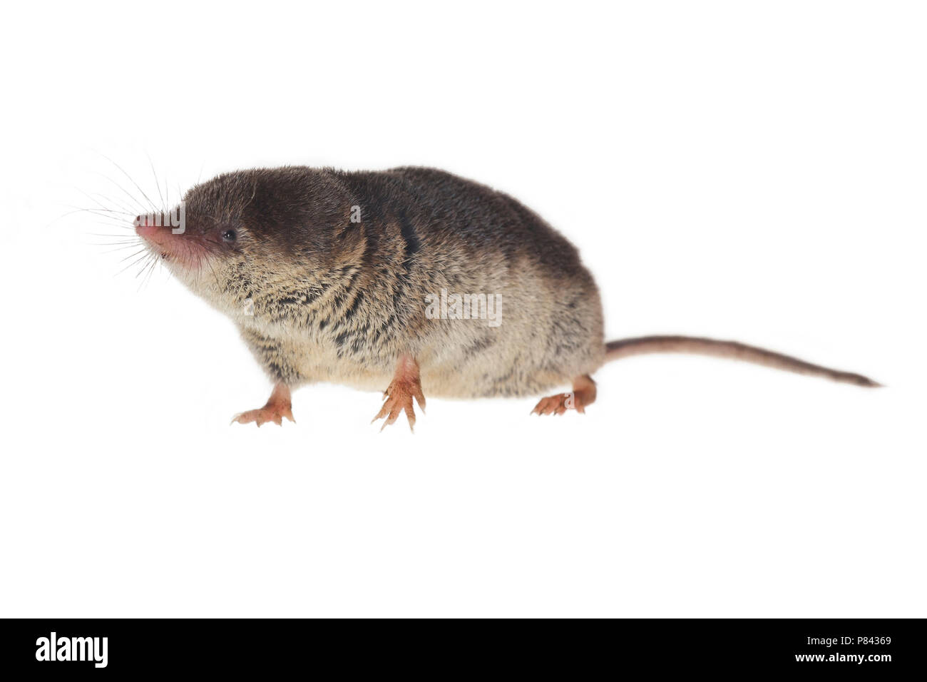 Bosspitsmuis, musaraigne commune (Sorex araneus) Banque D'Images