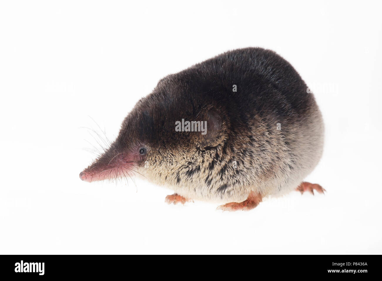 Bosspitsmuis, musaraigne commune (Sorex araneus) Banque D'Images