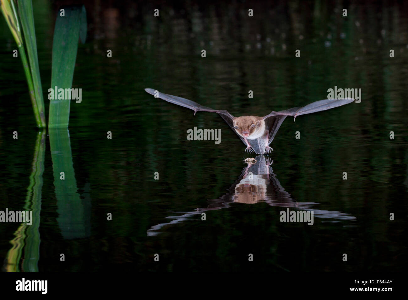 Watervleermuis jagend boven l'eau ; Daubentons bat près de l'eau chasse Banque D'Images