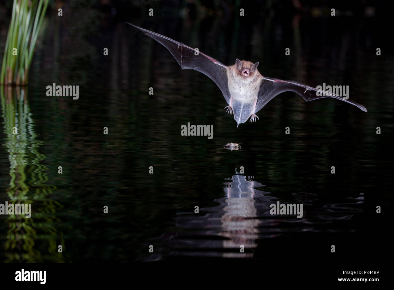 Watervleermuis jagend boven l'eau ; Daubentons bat près de l'eau chasse Banque D'Images