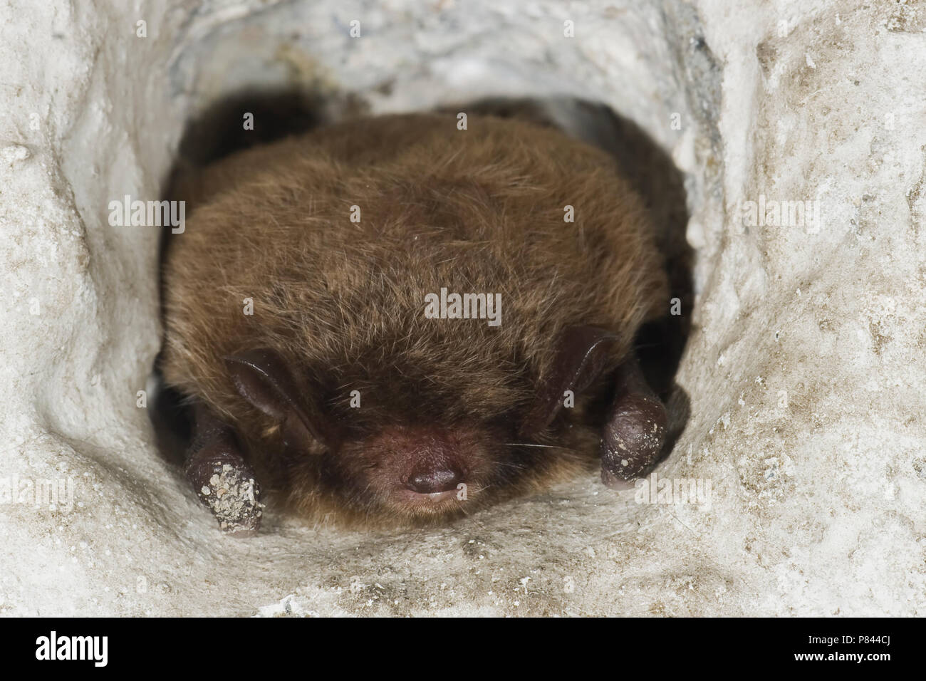 Slapende Watervleermuis ; Dormir Daubenton's Bat Banque D'Images