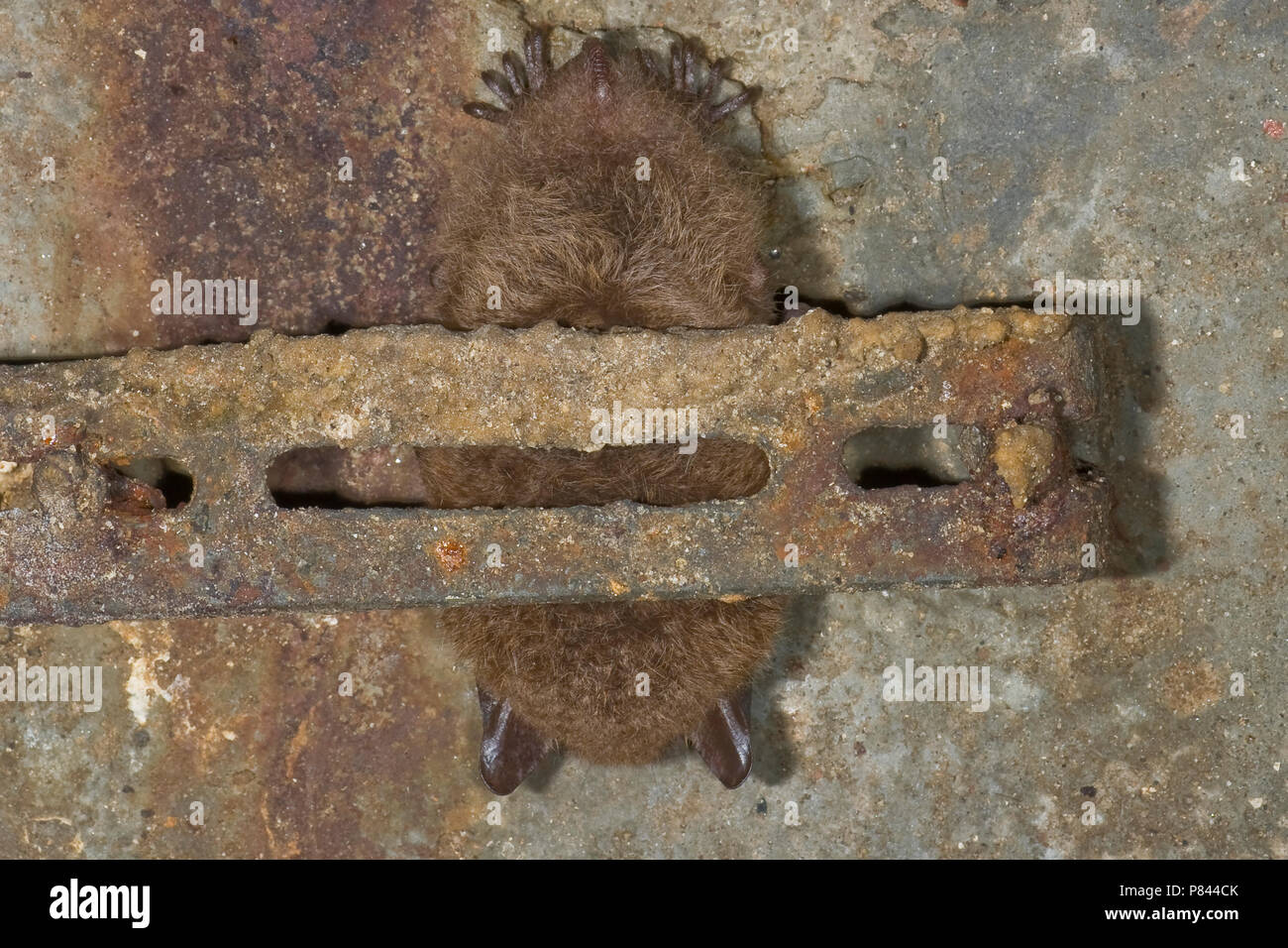 Slapende Watervleermuis ; Dormir Daubenton's Bat Banque D'Images