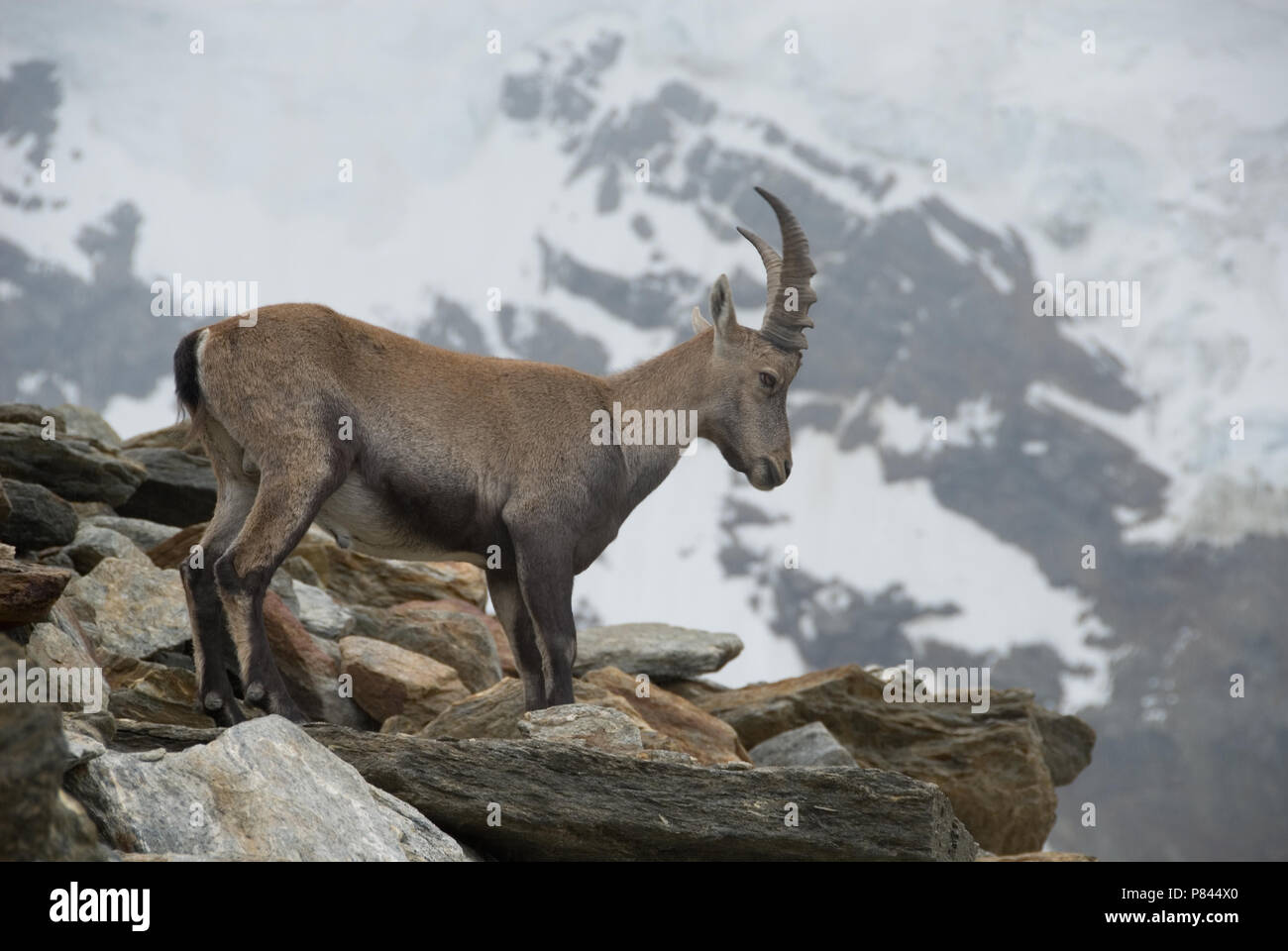 Dans Switserse Alpensteenbok de Alpen ; European Ibex dans les Alpes Banque D'Images