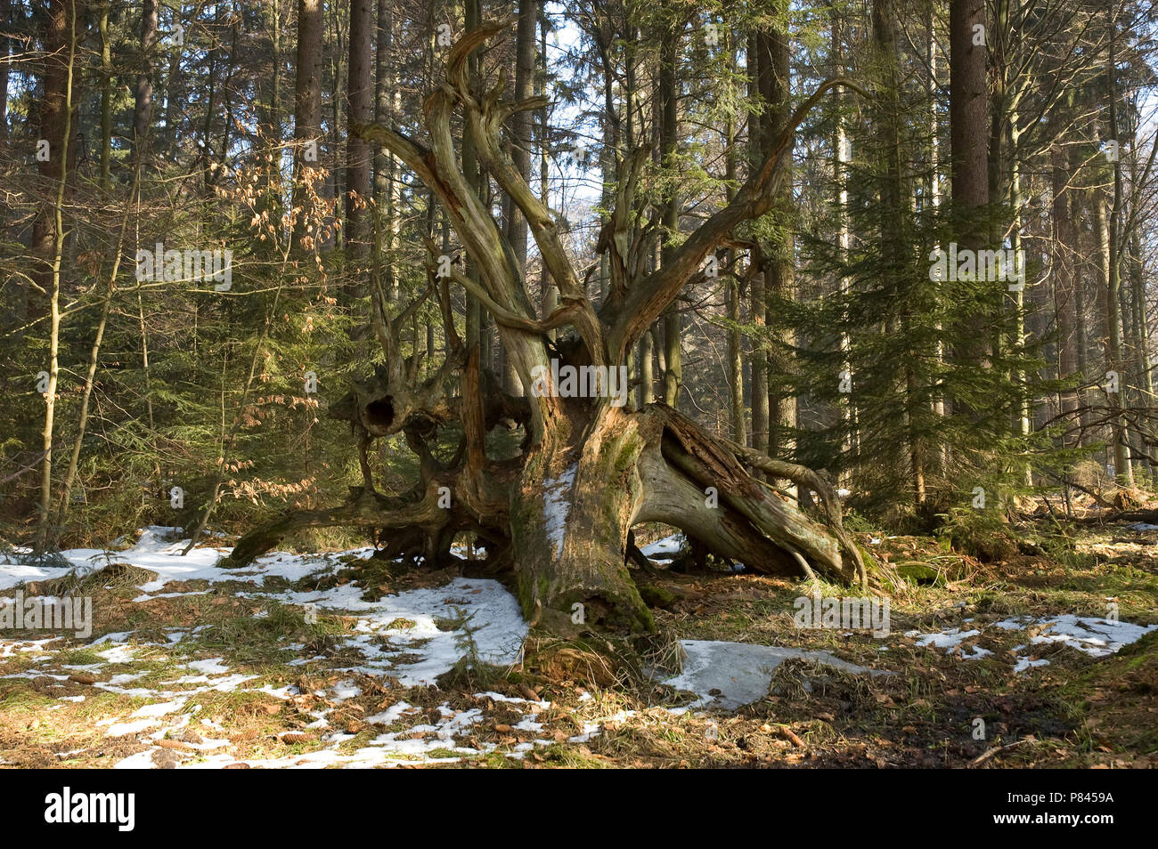 Bayerische Wald, dans de winter ; Bayerische Wald, en hiver Banque D'Images