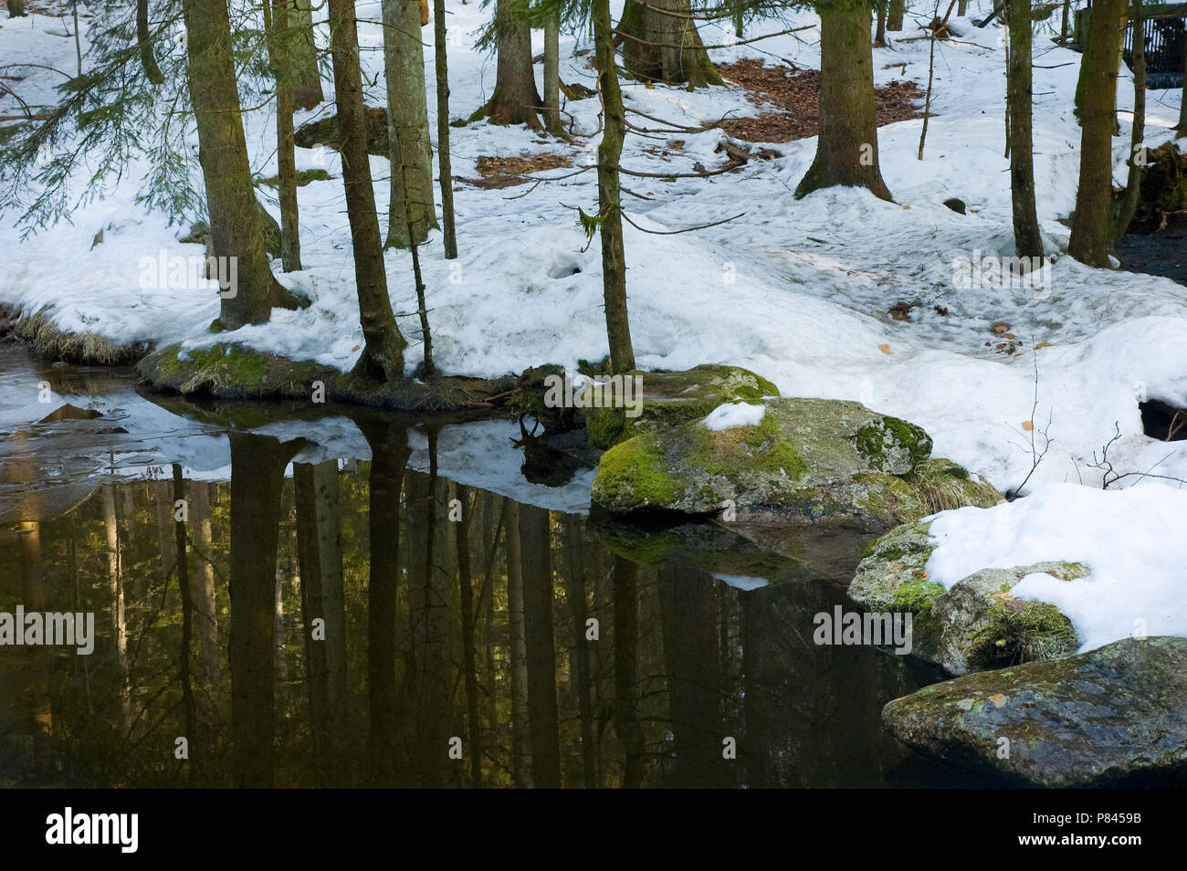 Bayerische Wald, dans de winter ; Bayerische Wald, en hiver Banque D'Images