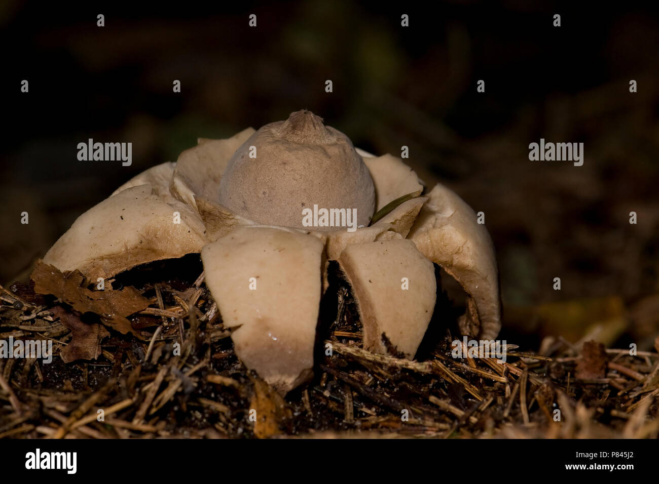 Gekraagde aardster, earthstar Banque D'Images