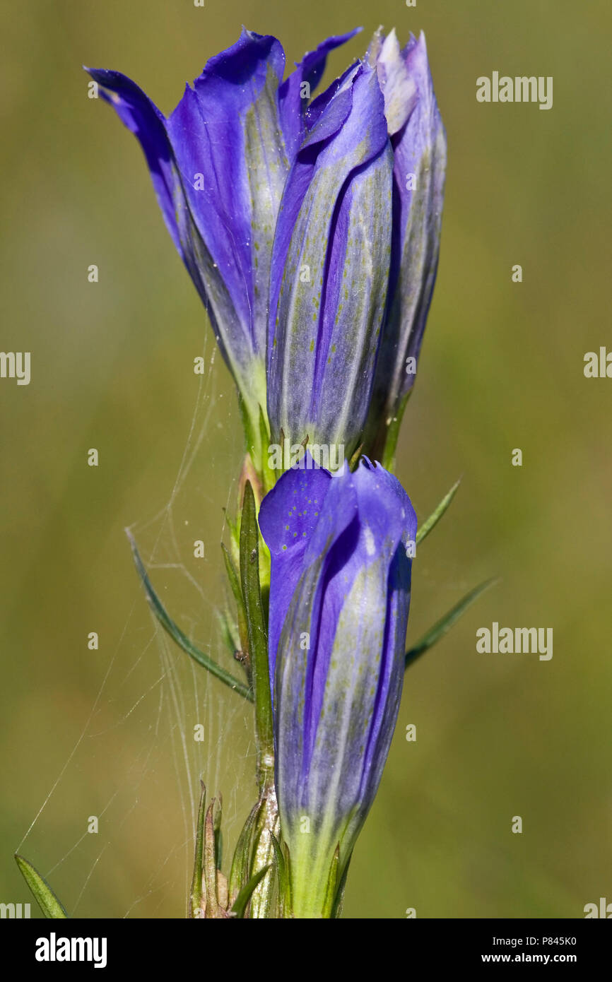 Klokjesgentiaan bloeiend, la floraison de la Gentiane des marais Banque D'Images