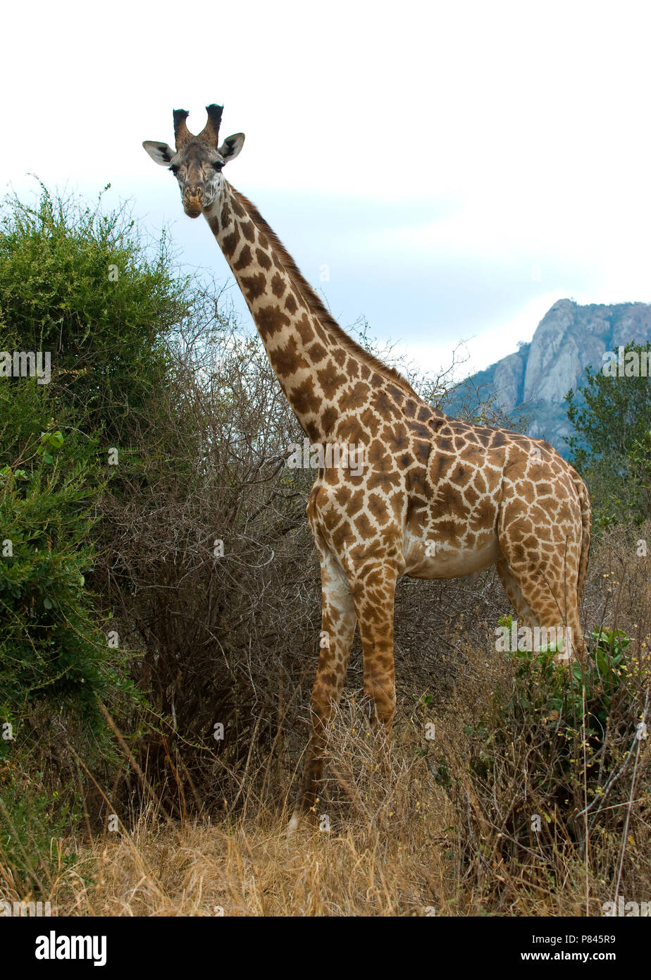 Girafe, girafe Banque D'Images