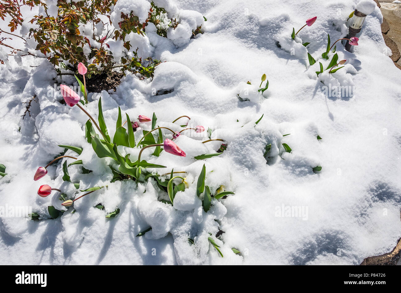 Tulipe rose Spunky prouvant qu'ils peuvent survivre à une neige de printemps Banque D'Images
