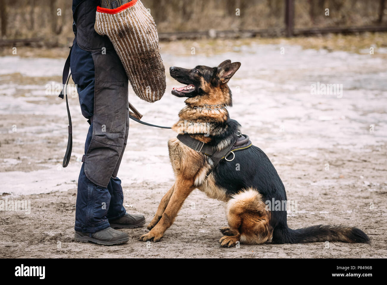 Formation de chien de berger allemand. Chien de mordre. Chien Loup d'Alsace. Deutscher, chien Banque D'Images