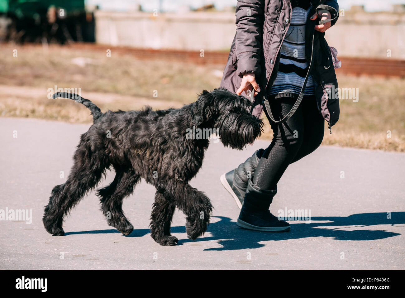 Schnauzer Géant Noir Ou Grand Basset Griffon Vendéen Chien