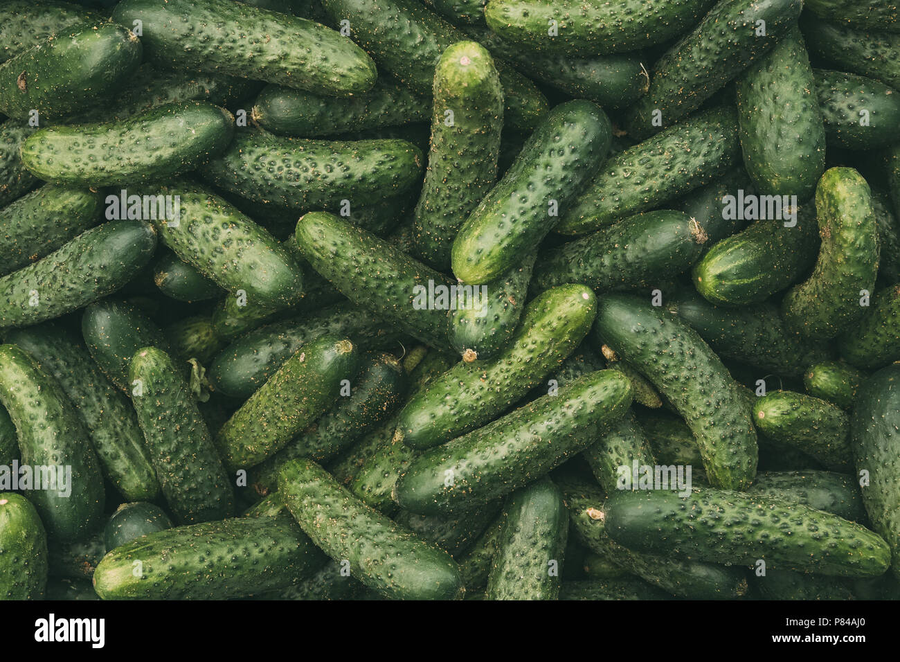 Les concombres vert biologique sur les légumes du marché agricole local. Les concombres de la récolte d'automne Arrière-plan. Banque D'Images