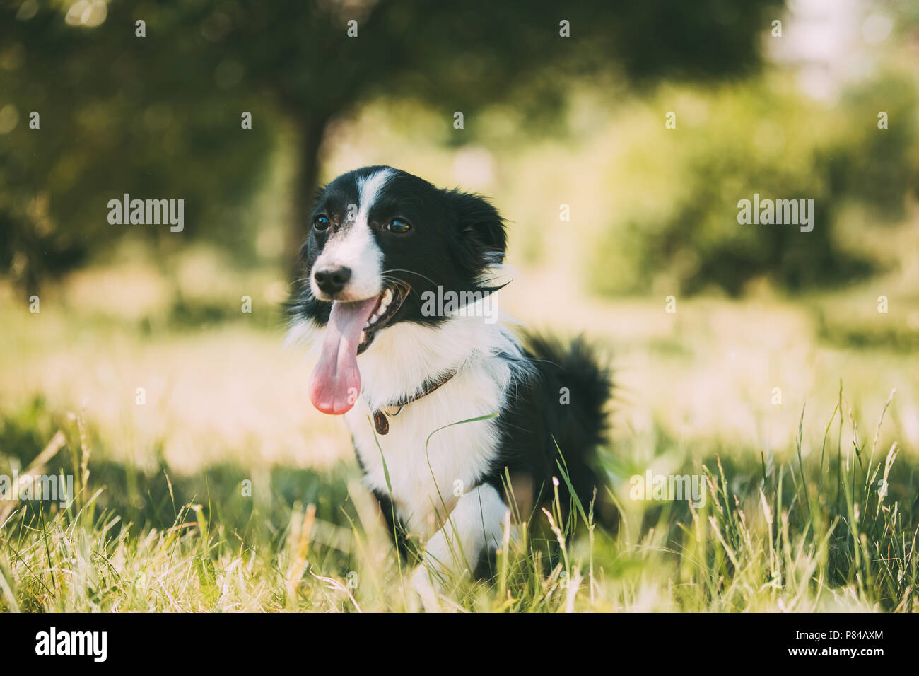 Drôle de petite race croisée chien jouant dans l'herbe verte. Banque D'Images