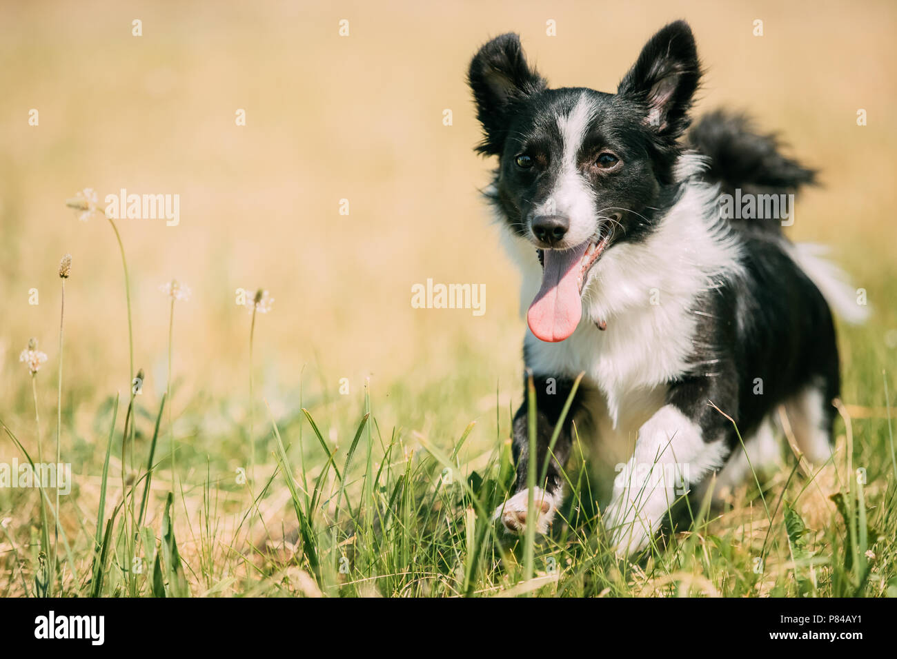 Drôle de petit chien de race mixte à l'exécution dans l'herbe verte. Banque D'Images