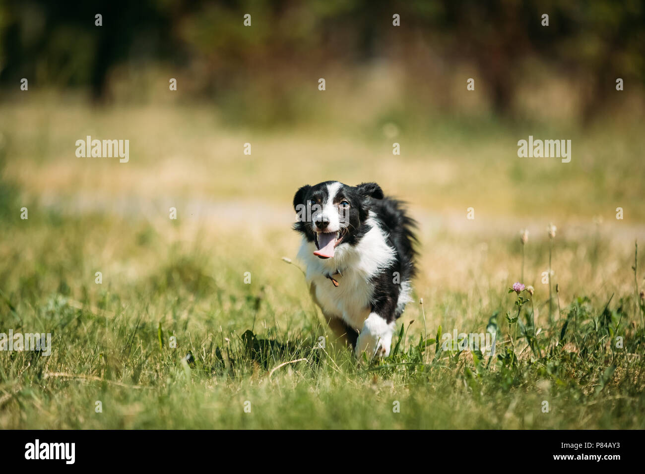 Drôle de petit chien de race mixte à l'exécution dans l'herbe verte. Banque D'Images