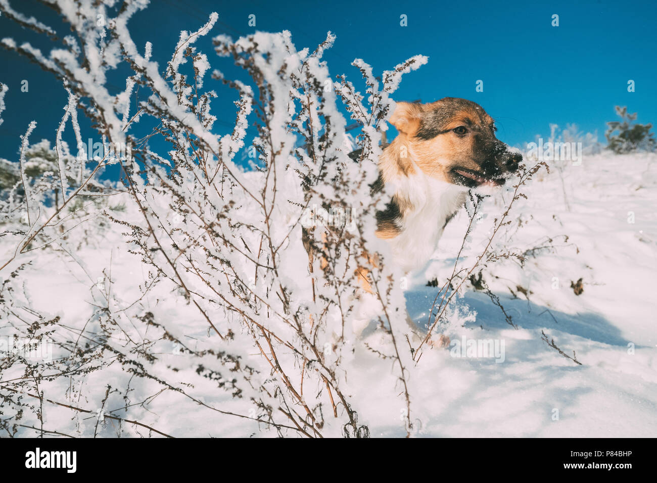 Chiot de race mélangée chien jouant dans la forêt enneigée en hiver 24. Banque D'Images