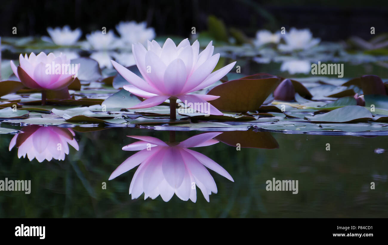 Water Lily dans un étang, reflet parfait, blanc et rose Banque D'Images