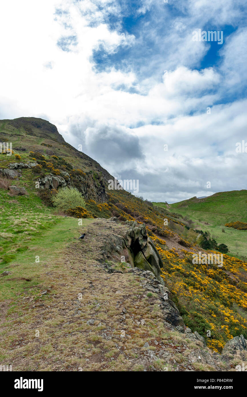 Une randonnée à vélo à travers des pentes herbeuses jusqu'à Arthur's Seat, le point le plus élevé à Édimbourg situé à Holyrood Park, Ecosse, Royaume-Uni Banque D'Images