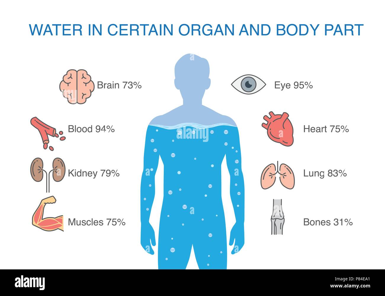 L'eau dans certaines parties du corps et d'organes de l'homme. Illustration de Vecteur