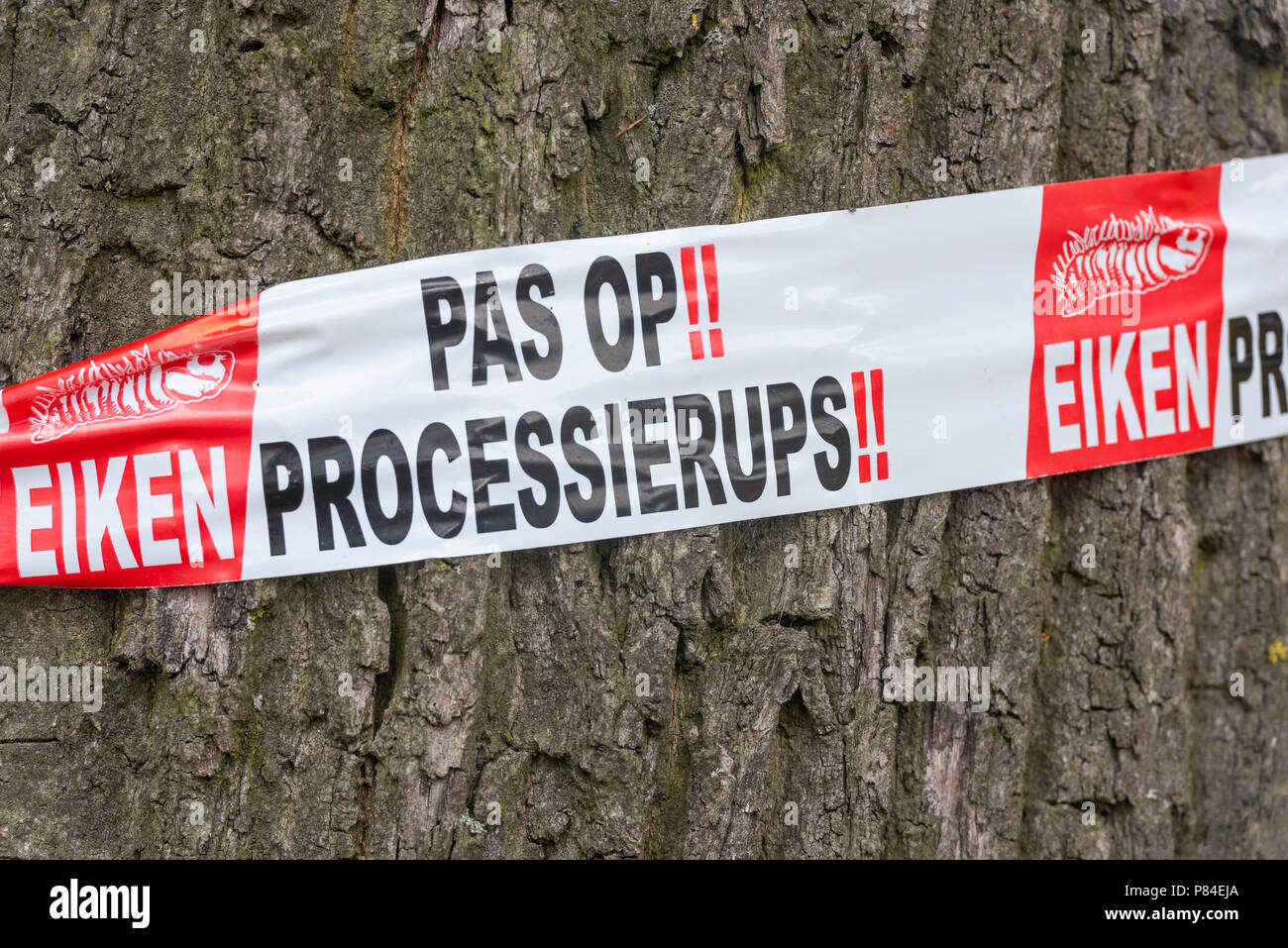 Bunnik, les Pays-Bas - 19 juin 2018 : réchauffement climatique pour la chenille processionnaire de chêne sur un chêne. Banque D'Images