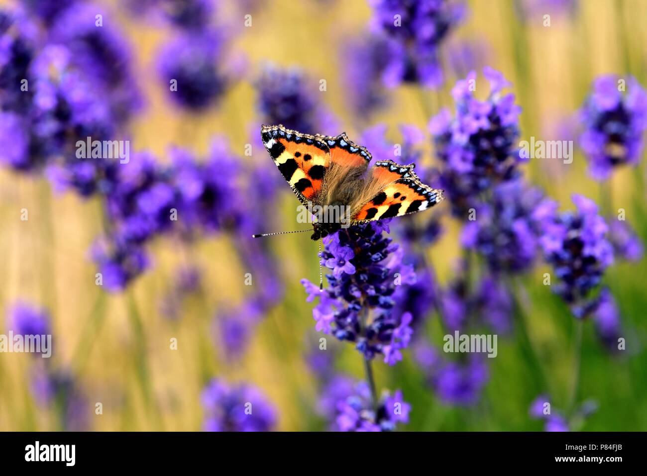 Les petites écailles de papillon sur lavande bush Banque D'Images