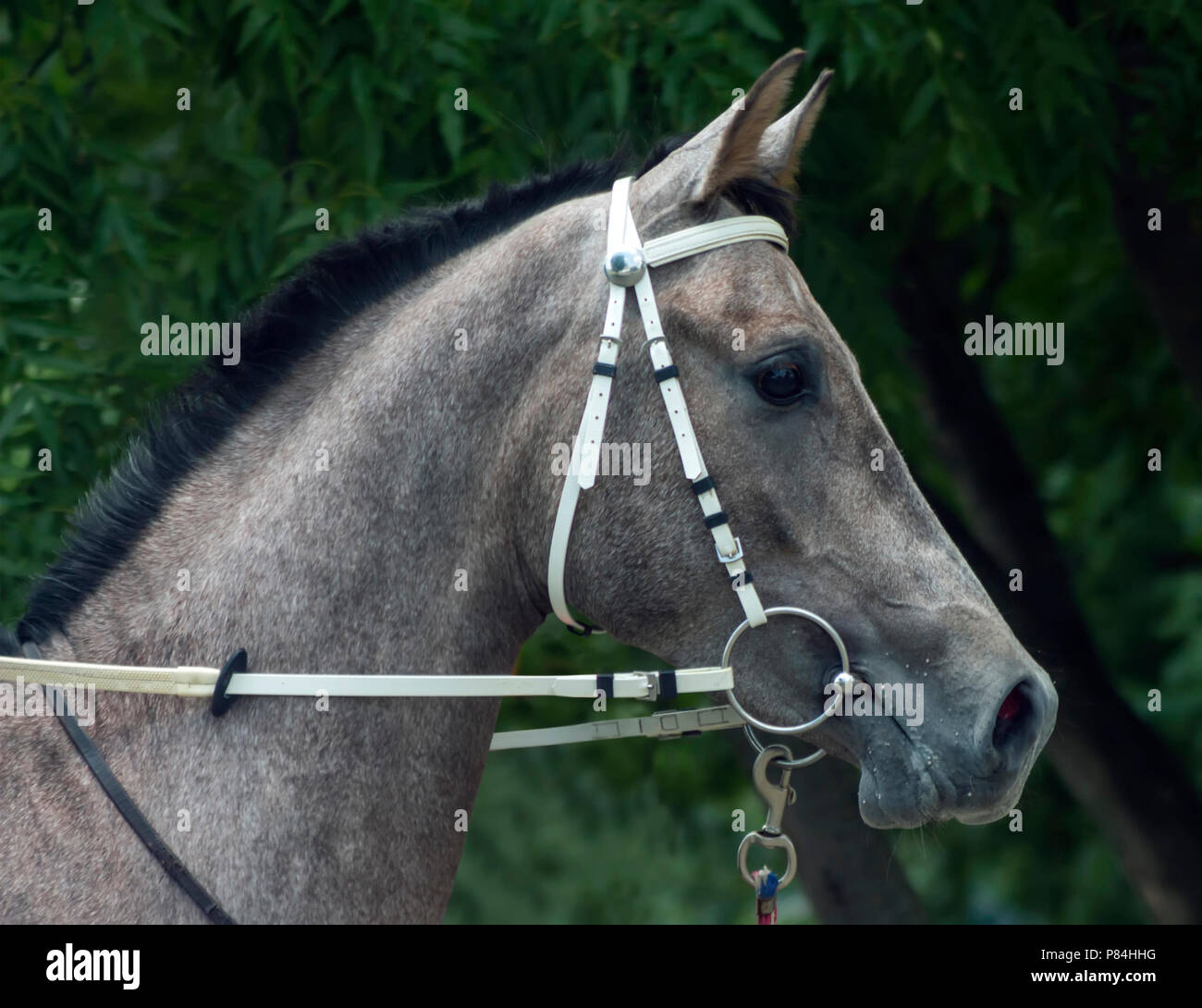 Etalon cheval arabe gris,portrait nord du Caucase. Banque D'Images