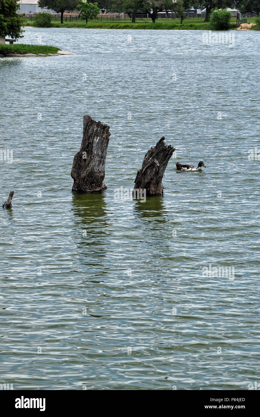 Canards au lac Banque D'Images