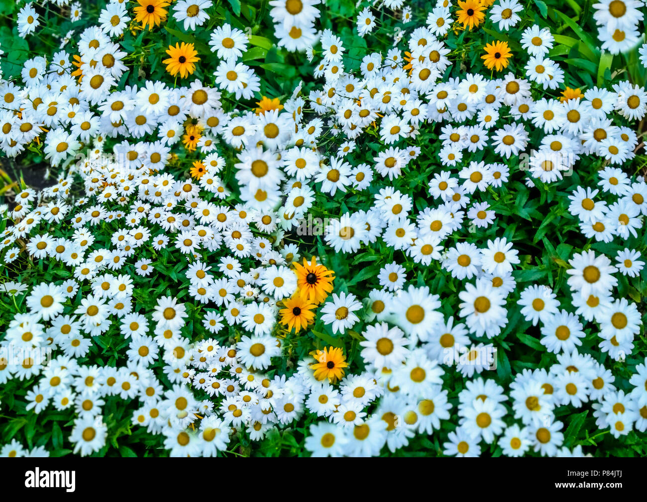 Vue d'un beau tapis de fleurs sauvages-marguerites Photo Stock - Alamy