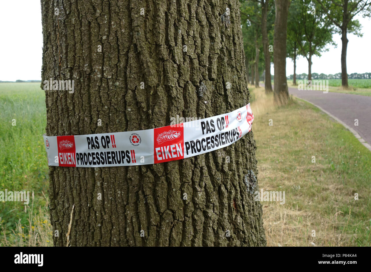 Bannière sur arbre, avertissement de la chenille processionnaire chêne en Drenthe, Pays-Bas Banque D'Images