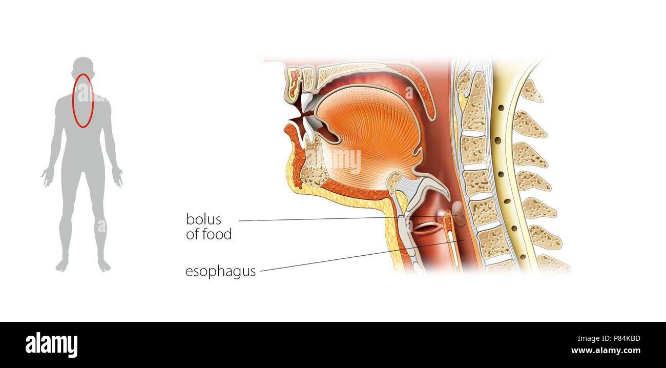 La déglutition-2. Banque D'Images