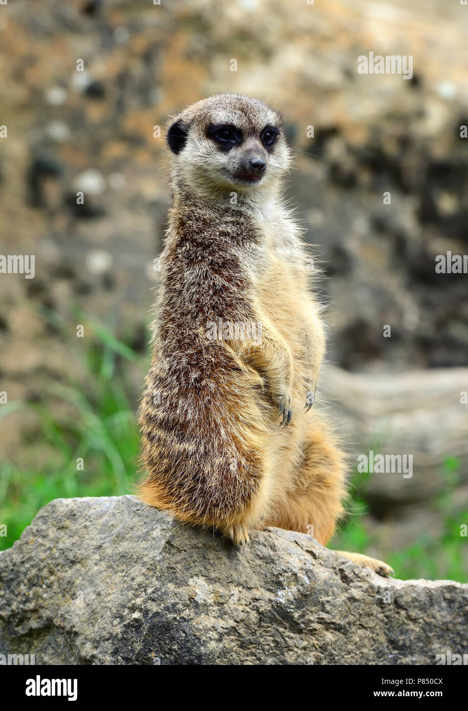 Suricate Funny Banque D Image Et Photos Alamy Suricate Funny Banque D Image Et Photos Alamy