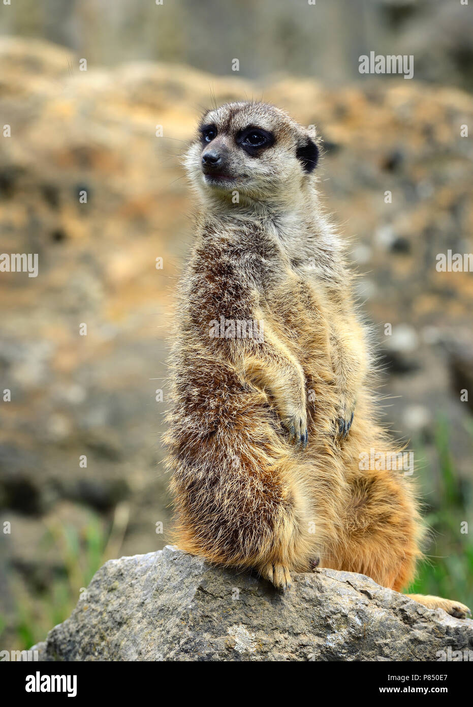 Suricate Funny Banque D Image Et Photos Alamy Suricate Funny Banque D Image Et Photos Alamy