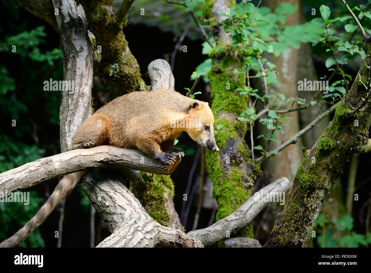 South American coati (Nasua) on tree branch Banque D'Images