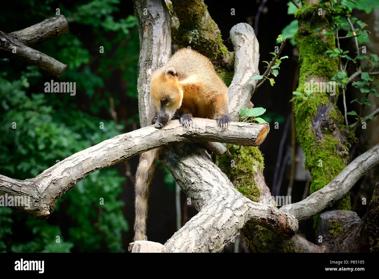 South American coati (Nasua) on tree branch Banque D'Images