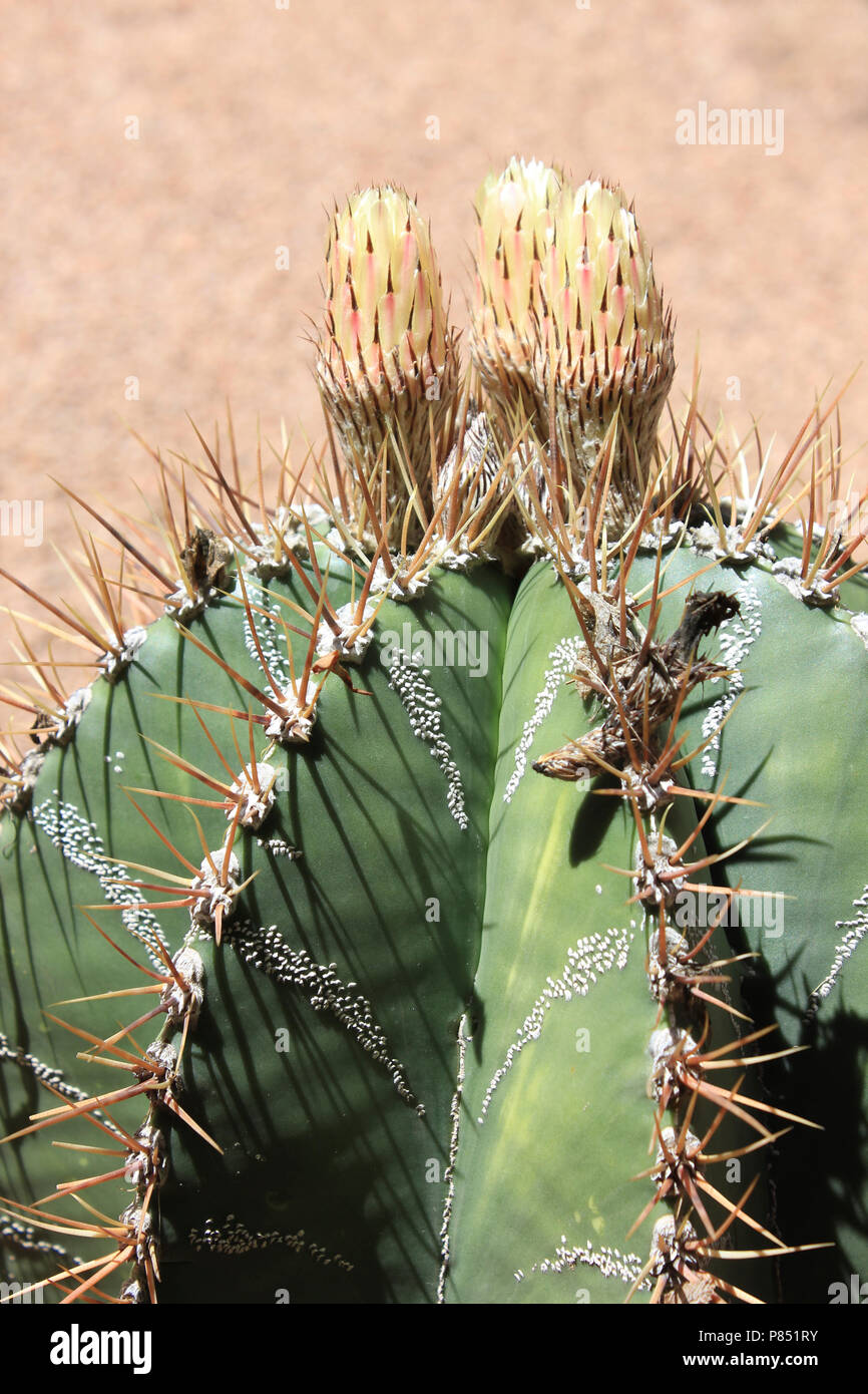 Cactus en fleurs Jardin Majorelle - Yves Saint Laurent Résidence, Marrakech, Maroc Banque D'Images