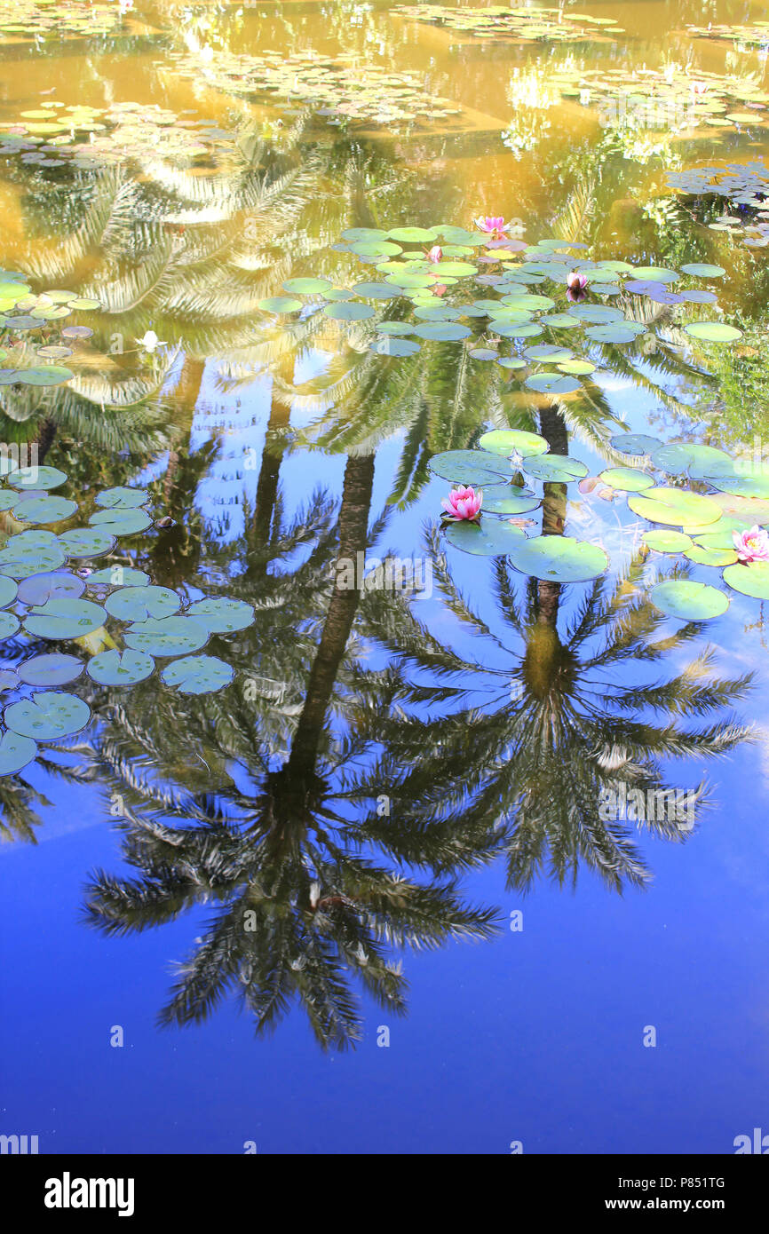 La réflexion de palmiers dans un étang de jardin Majorelle - Yves Saint Laurent Résidence, Marrakech, Maroc Banque D'Images