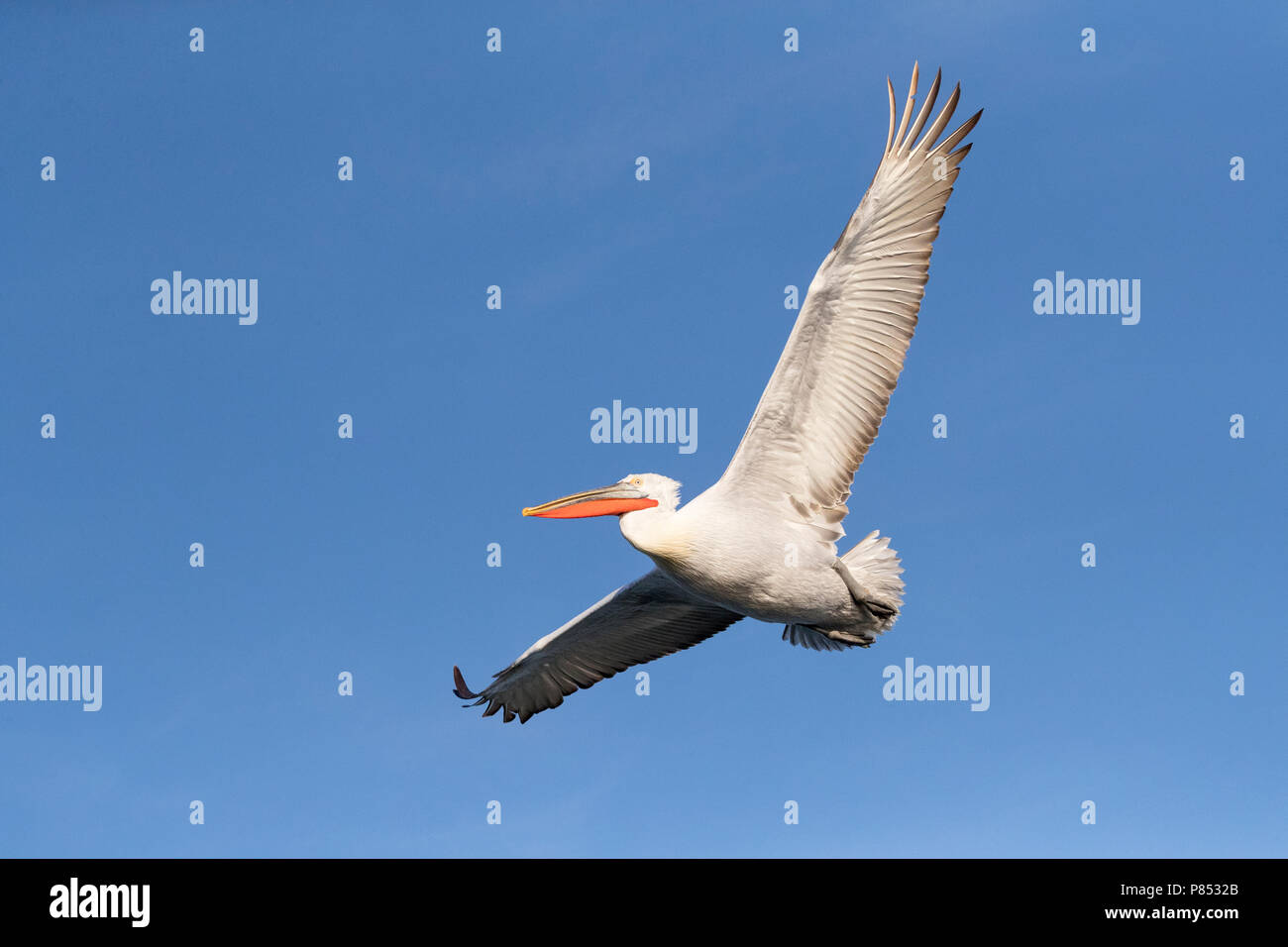 Pélican frisé (Pelecanus crispus) au lac Kerkini, Grèce Banque D'Images