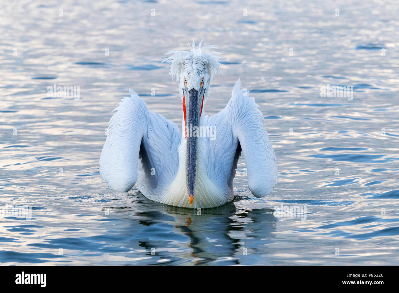 Pélican frisé (Pelecanus crispus) au lac Kerkini, Grèce Banque D'Images